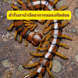 ตำรับยาบำบัดอาการแมลงกัดต่อย